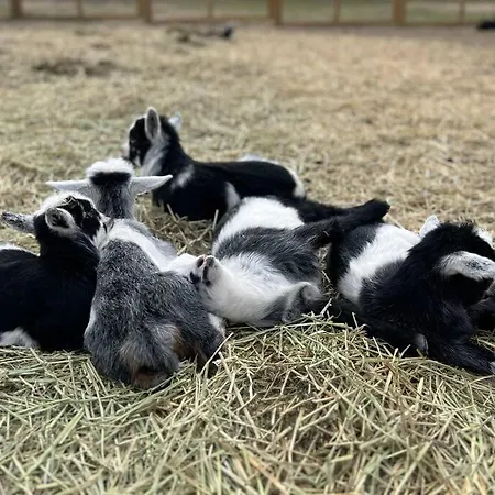 Farm Retreat With Jacuzzi, Fire Pit, Mini Goats, Mini Ponies And Mini Cows Vila San Marcos Exterior foto