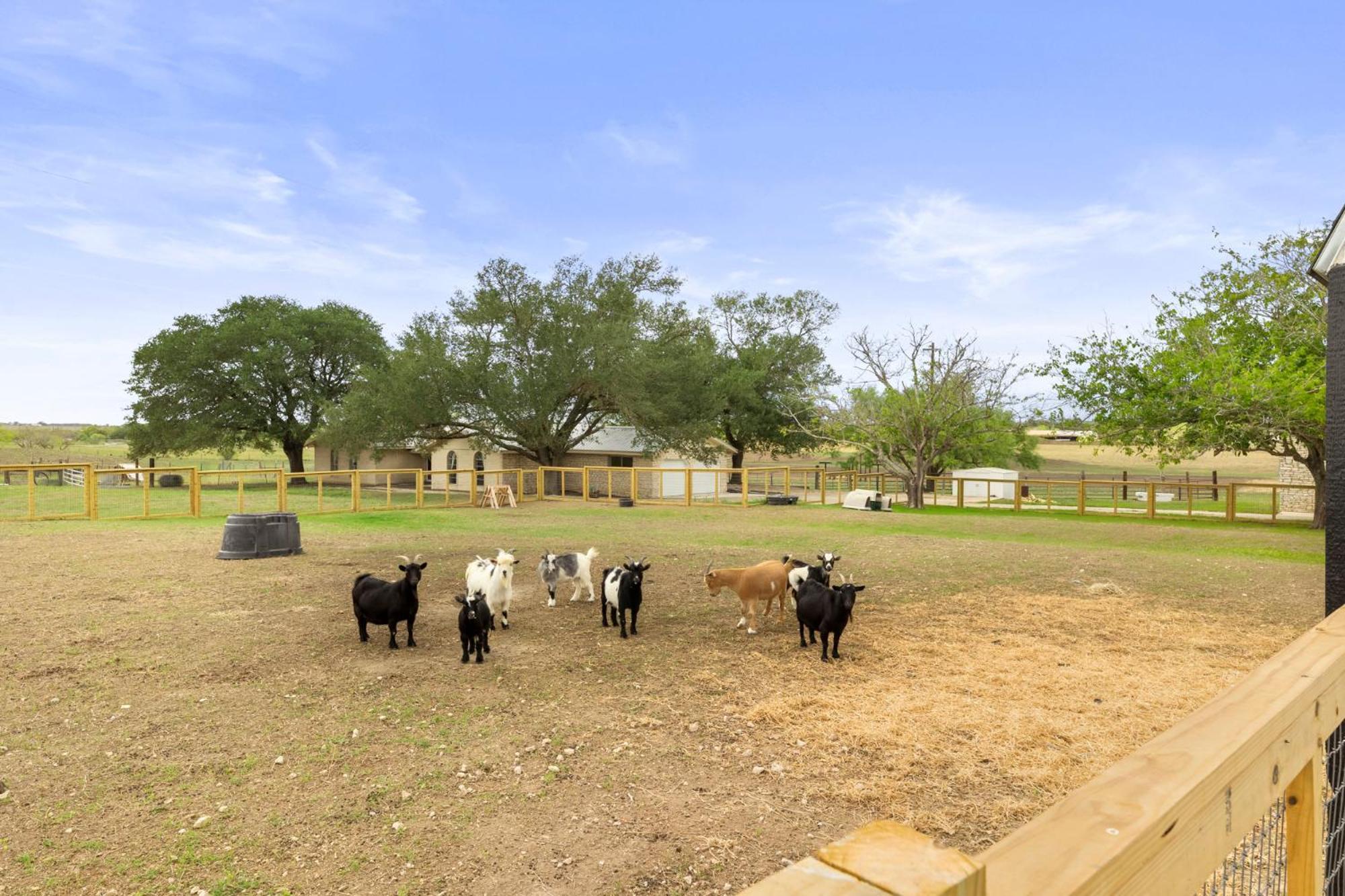 Farm Retreat With Jacuzzi, Fire Pit, Mini Goats, Mini Ponies And Mini Cows Holiday home *
